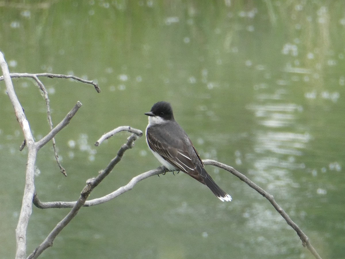 Schieferrücken-Königstyrann - ML643277867