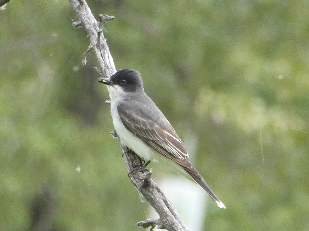 Schieferrücken-Königstyrann - ML643277872