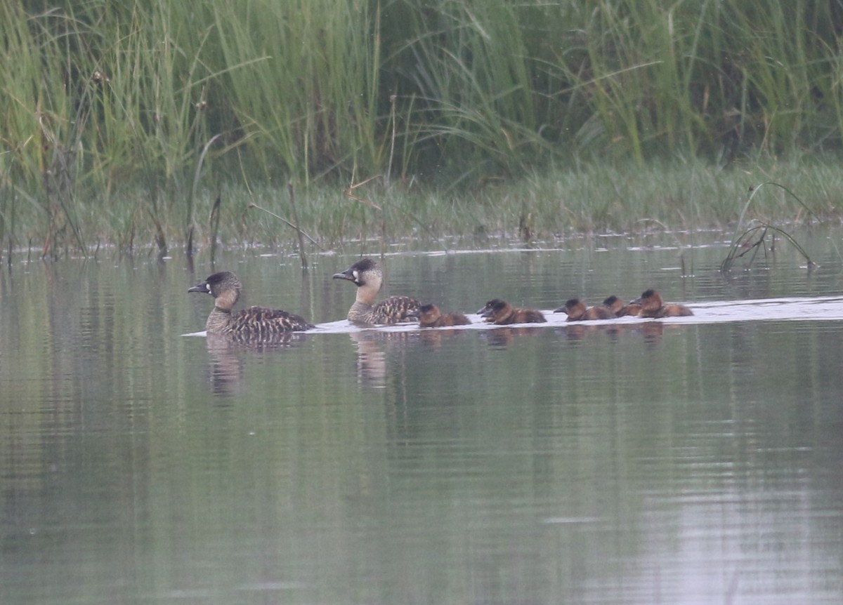 White-backed Duck - ML643277873