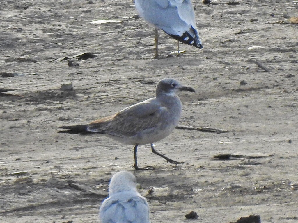 Laughing Gull - ML643277899