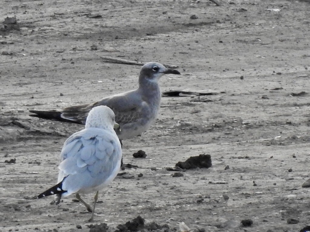 Laughing Gull - ML643277900