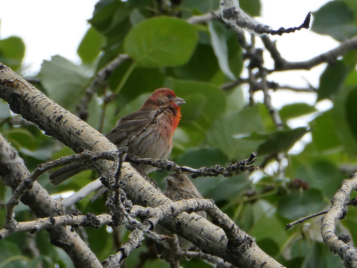 Hausgimpel - ML643277901