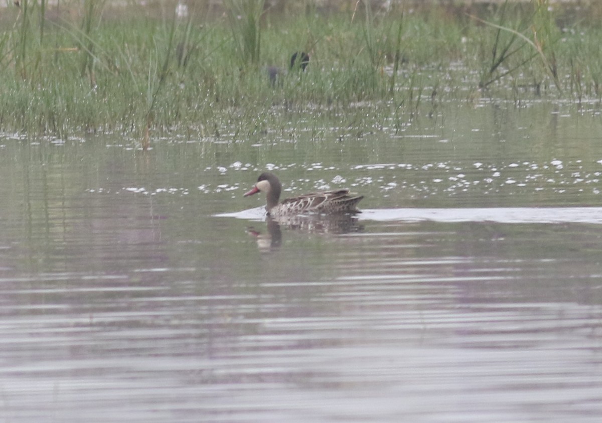 Red-billed Duck - ML643277903