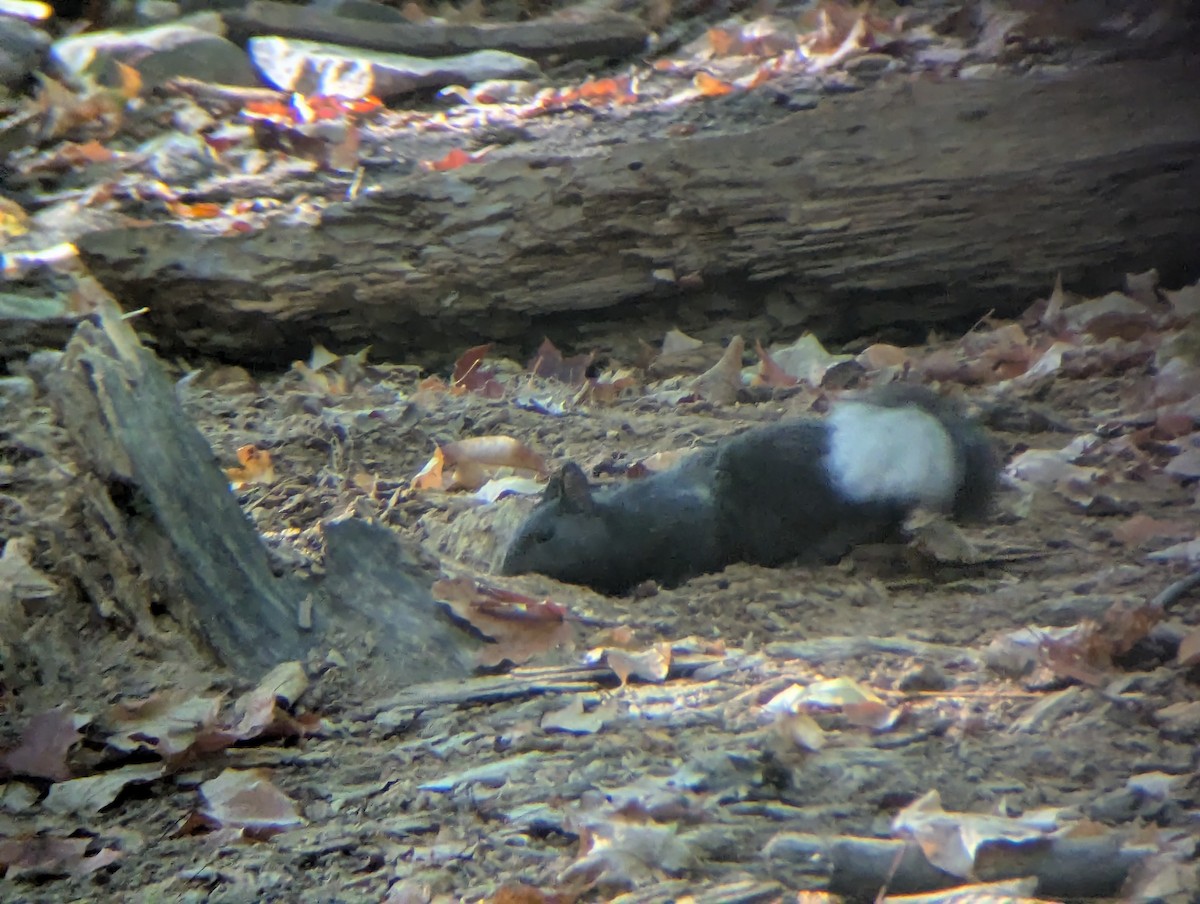Eastern Gray Squirrel - ML643277907