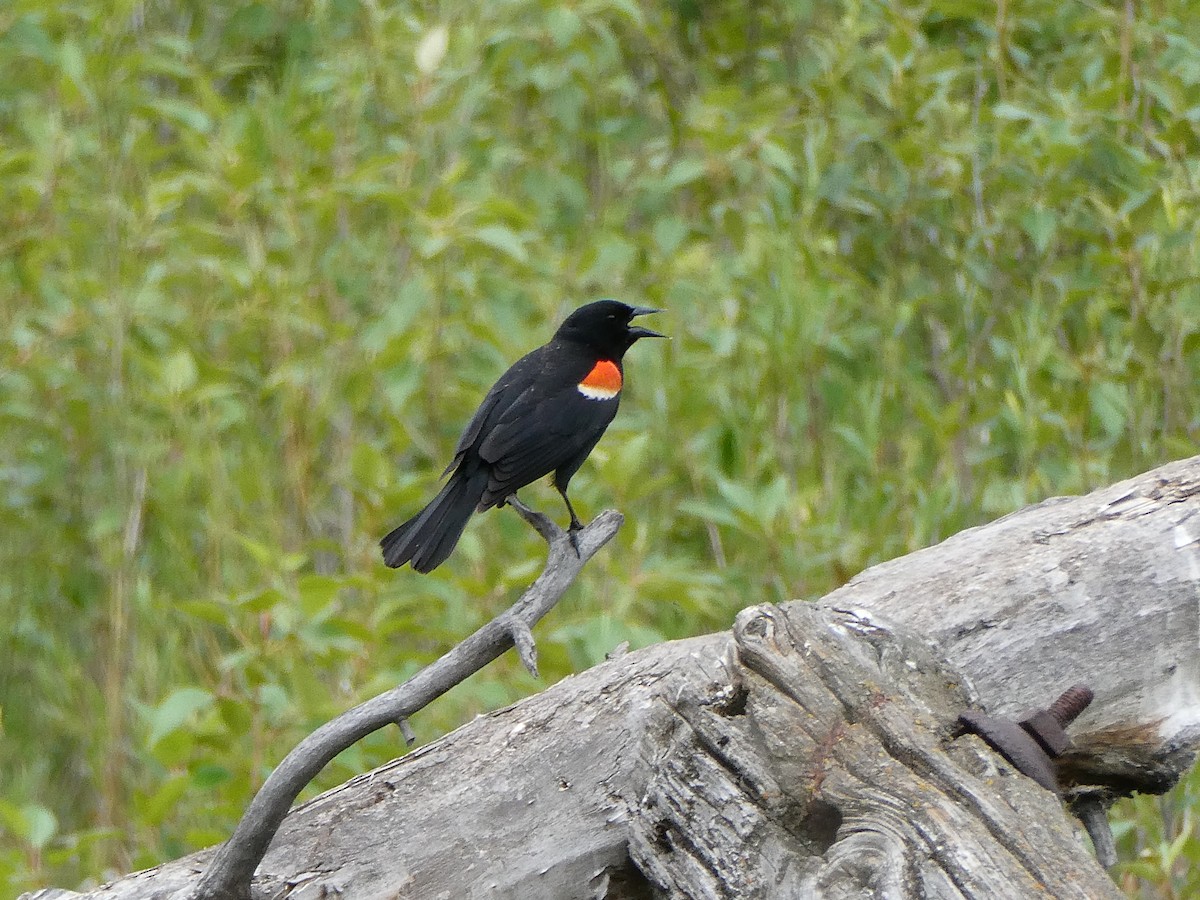 Rotflügelstärling - ML643277911