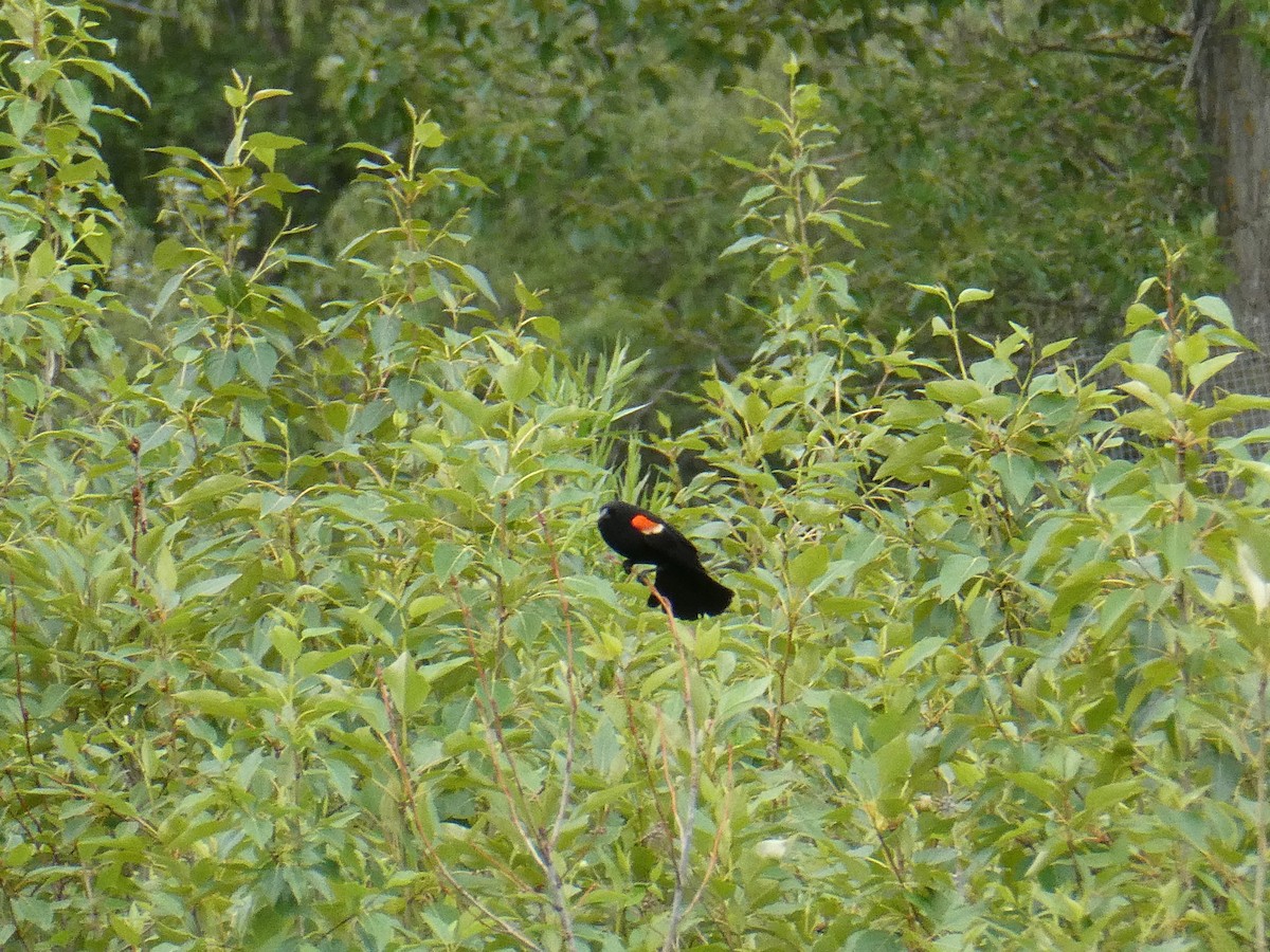 Rotflügelstärling - ML643277912