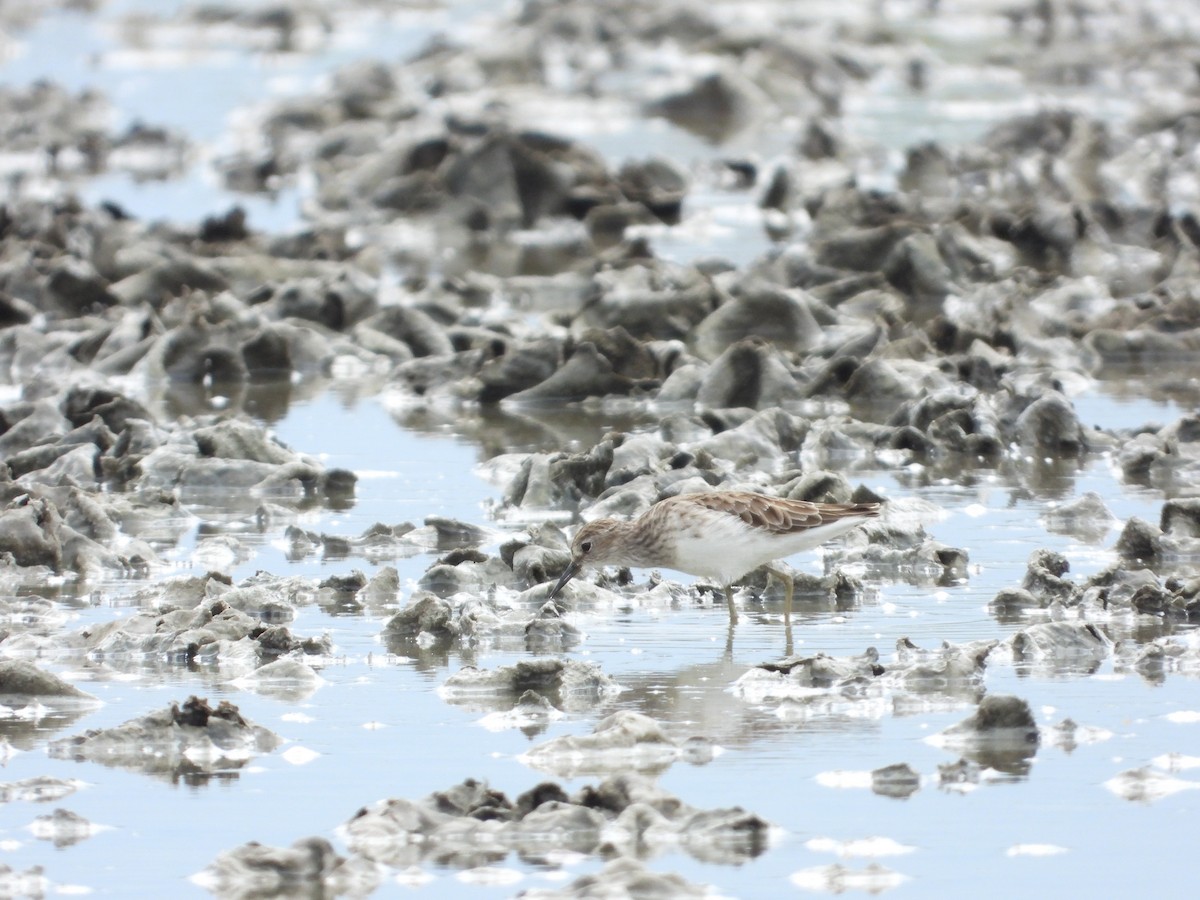 Long-toed Stint - ML643277919