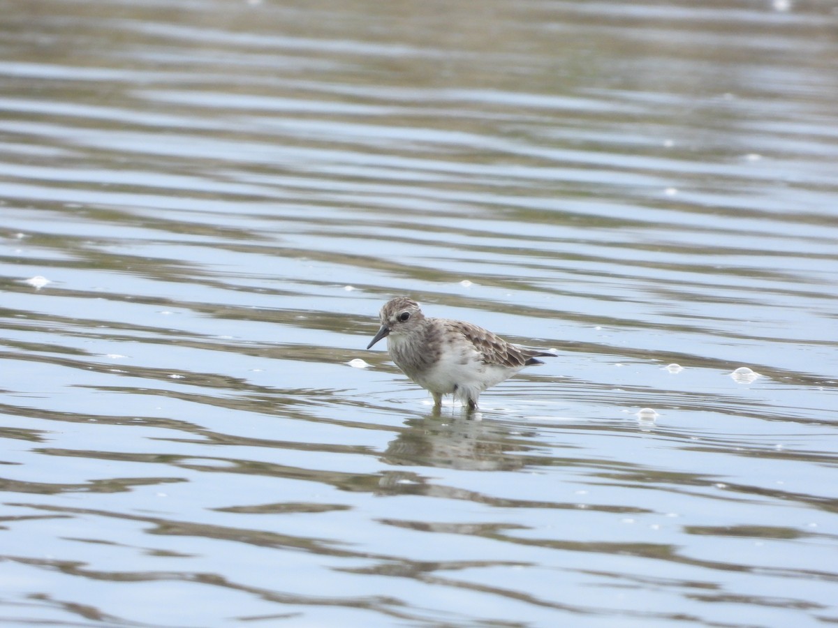 Long-toed Stint - ML643277920