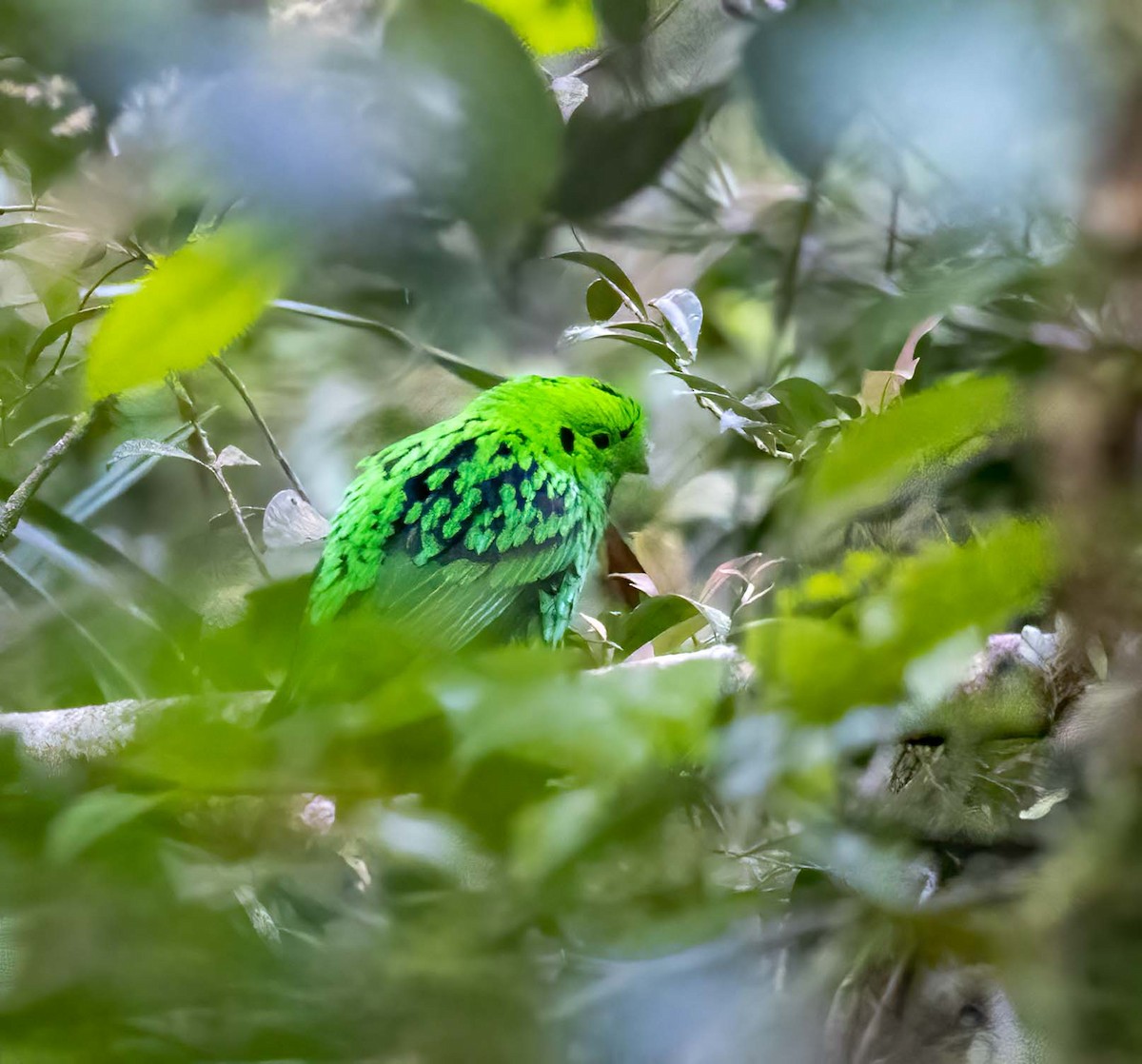 Whitehead's Broadbill - ML643277926