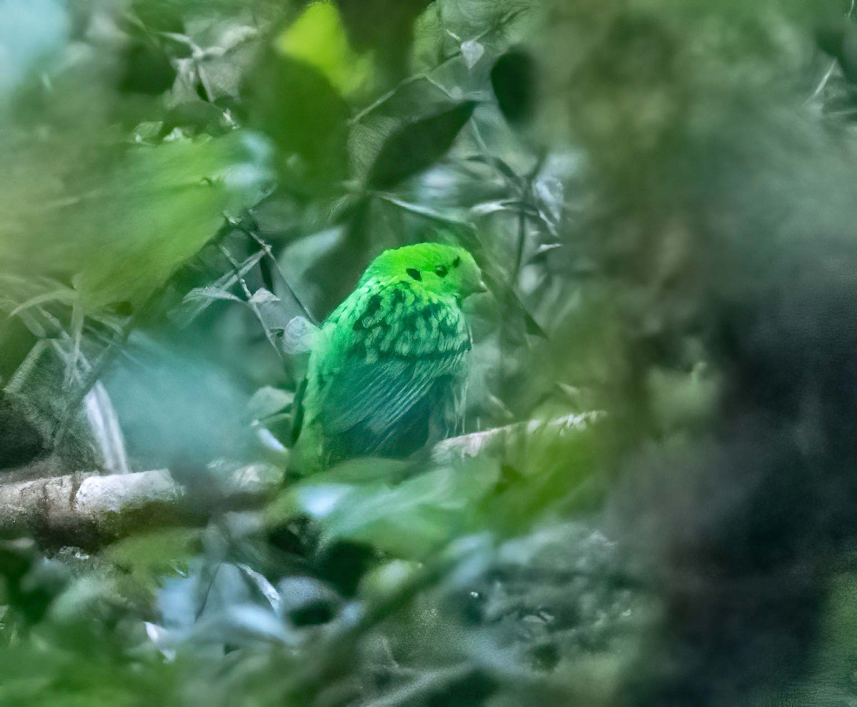 Whitehead's Broadbill - ML643277928