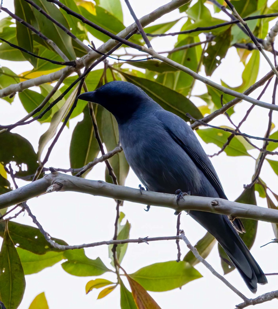 Sunda Cuckooshrike - ML643277950