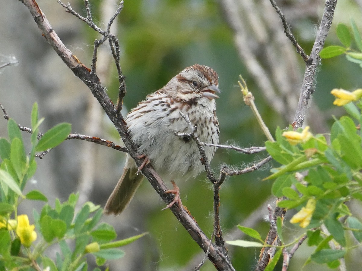 Singammer - ML643277960