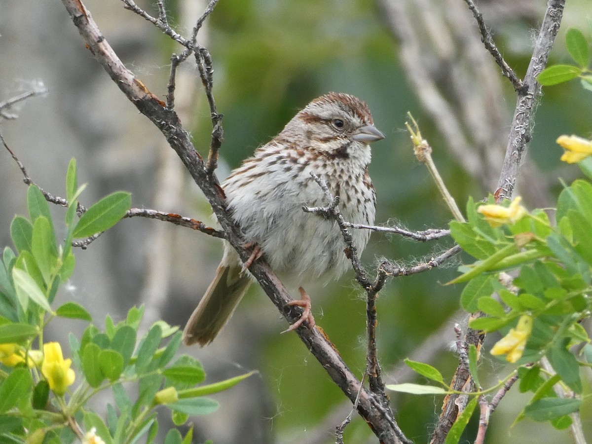 Singammer - ML643277961