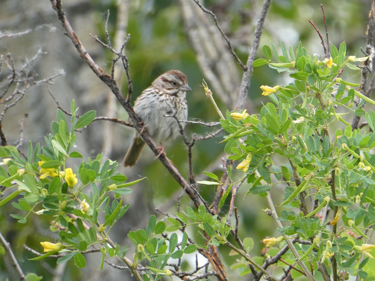 Singammer - ML643277962