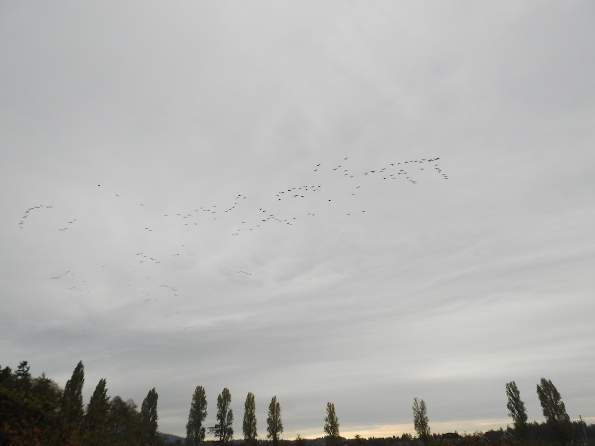 Cackling Goose (minima) - ML643277972