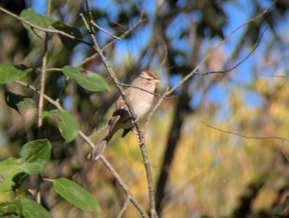 White-crowned Sparrow - ML643277973