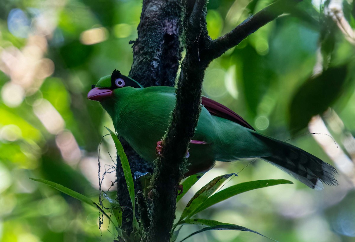 Bornean Green-Magpie - ML643277974