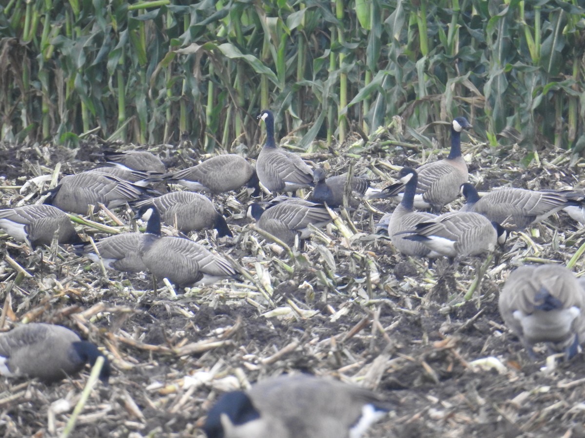 Cackling Goose (minima) - ML643278002