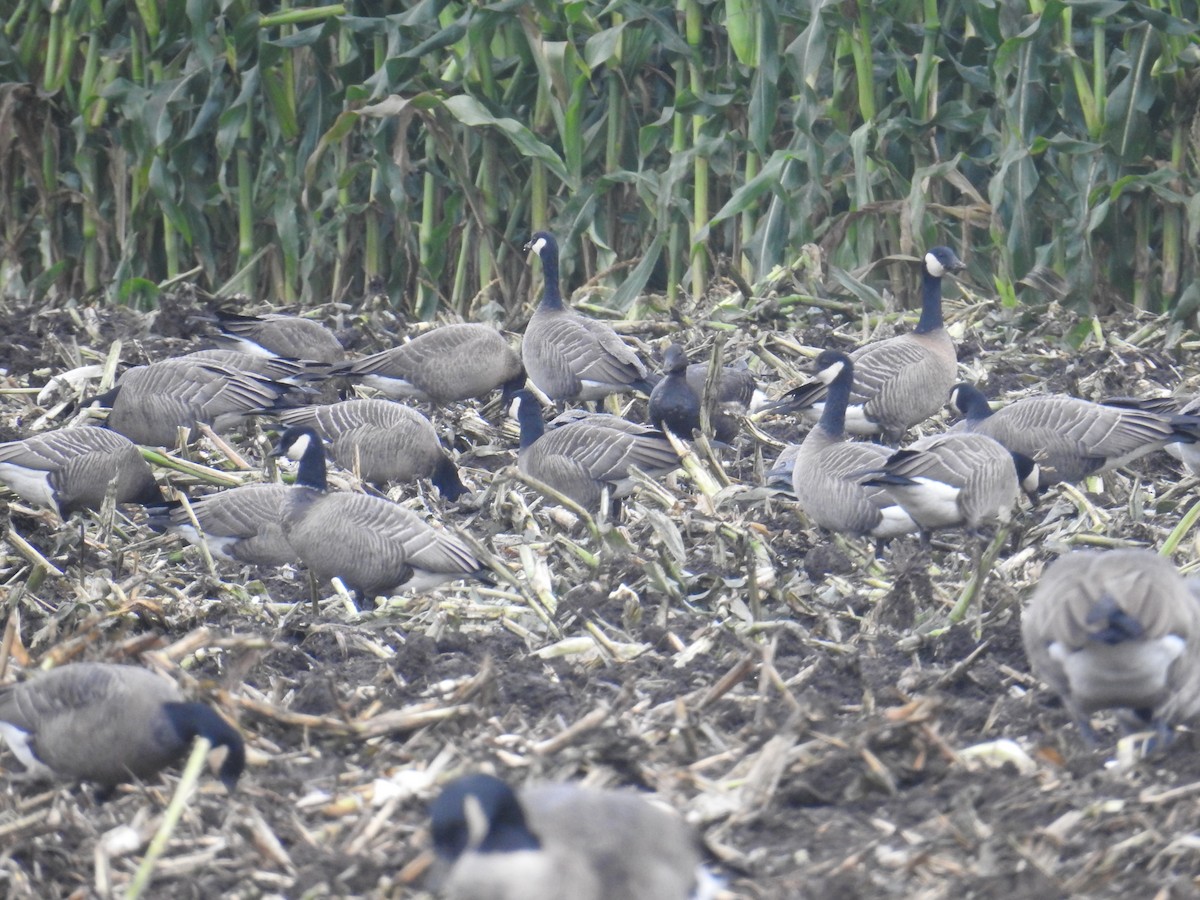 Cackling Goose (minima) - ML643278004
