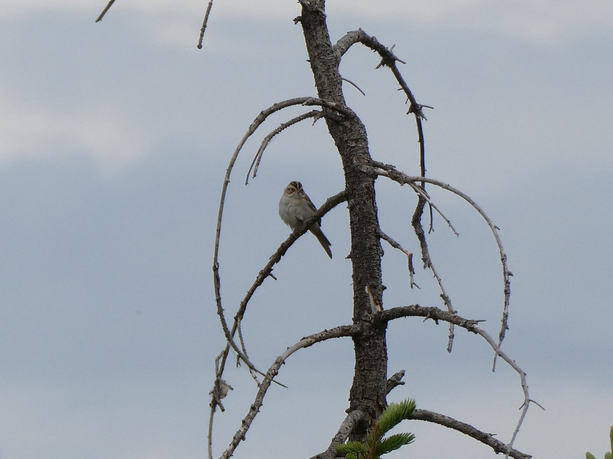 Fahlammer - ML643278016