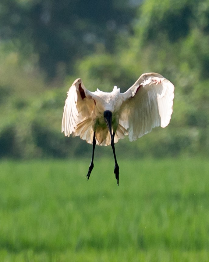 Ibis burubeltza - ML643278022