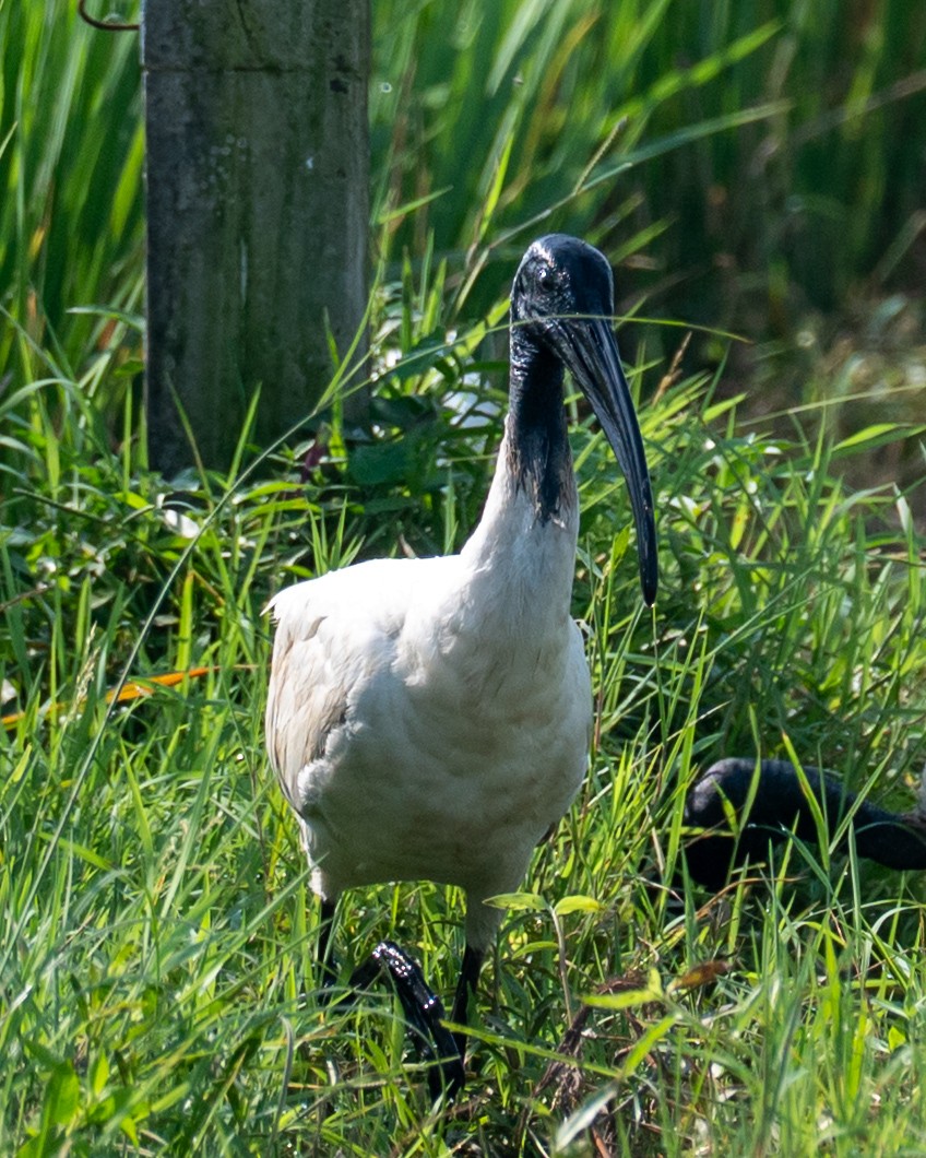 Ibis burubeltza - ML643278023