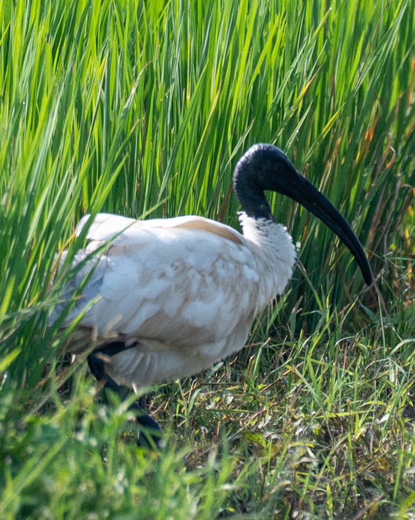 Ibis burubeltza - ML643278024