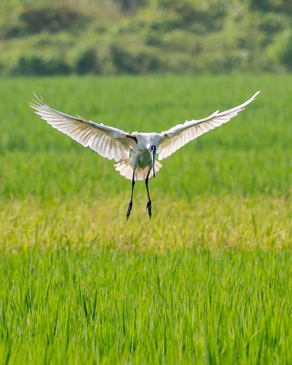 Ibis burubeltza - ML643278026