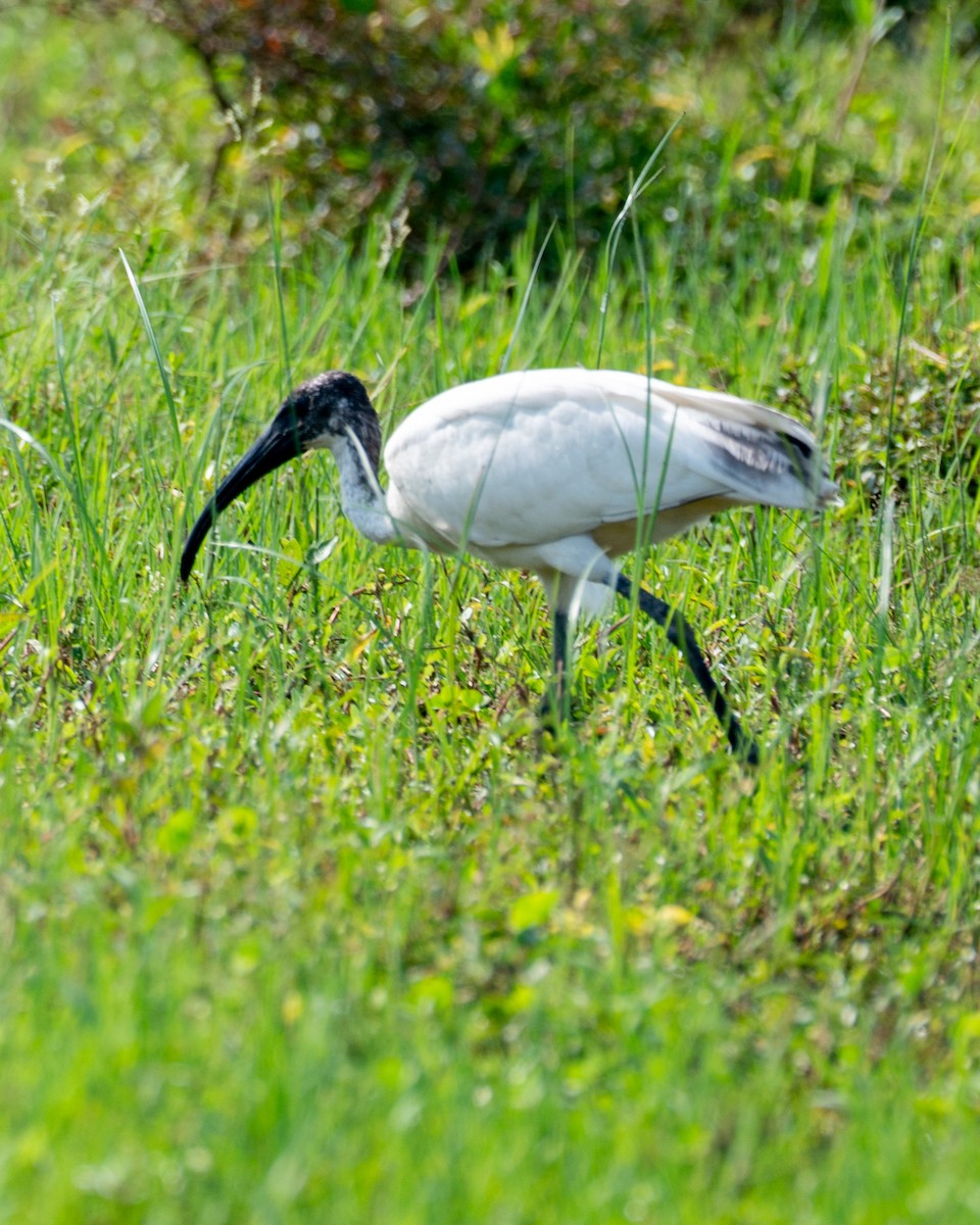Ibis burubeltza - ML643278027