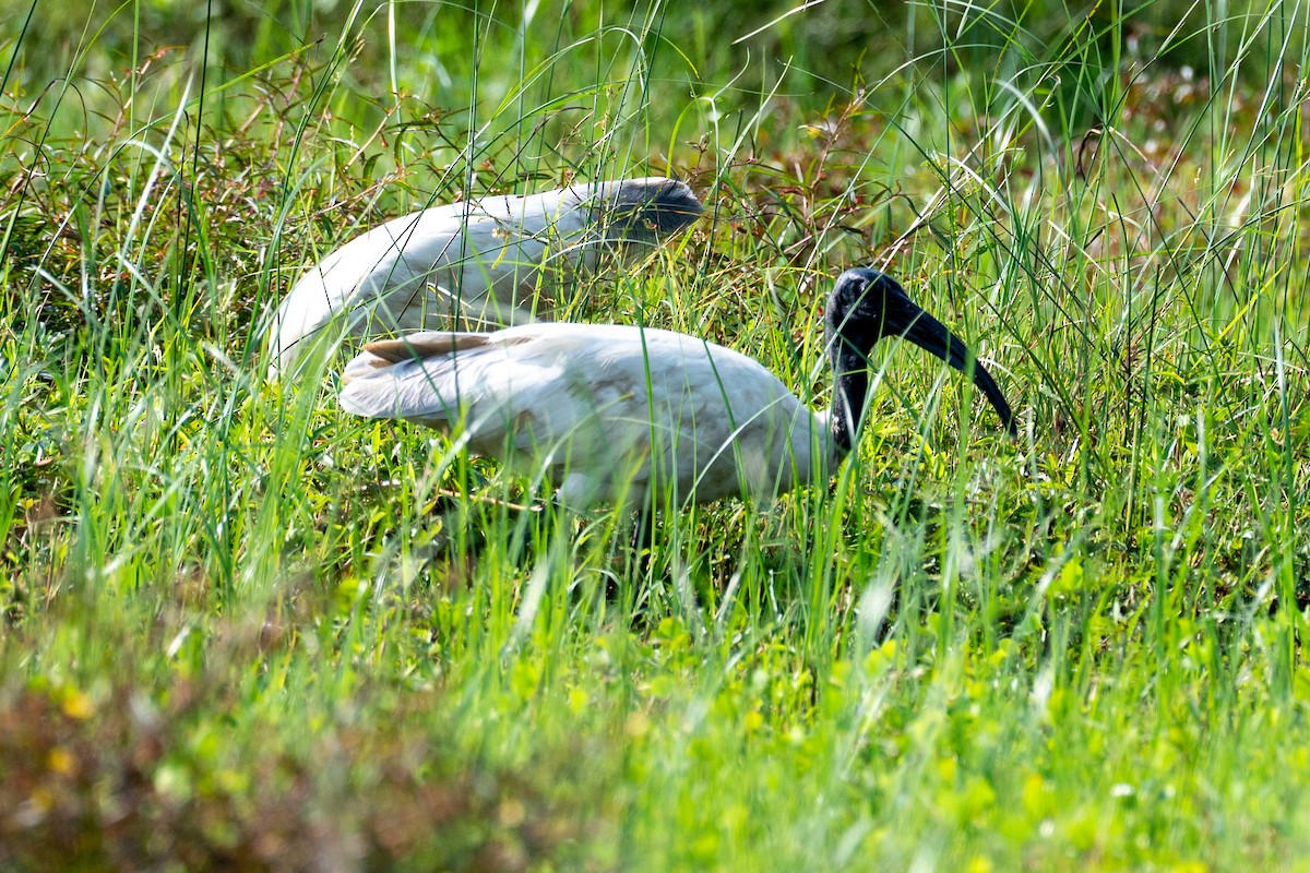 Ibis burubeltza - ML643278028