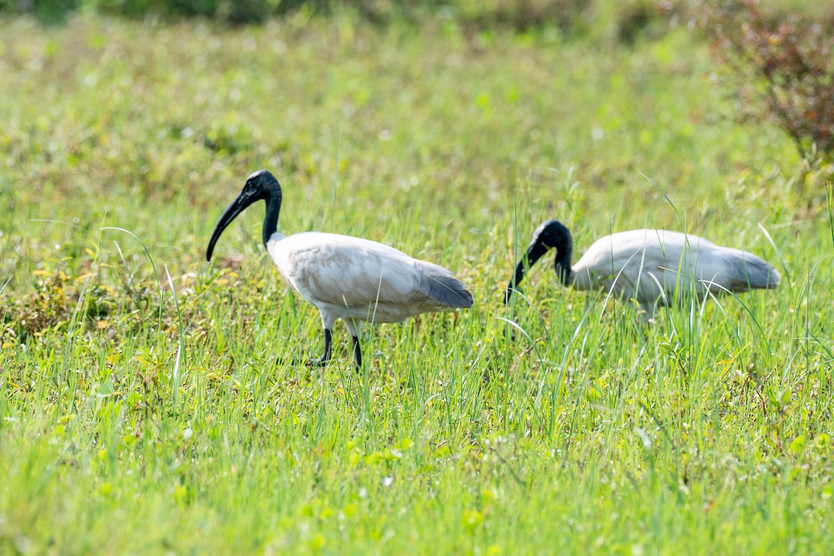 Ibis burubeltza - ML643278029