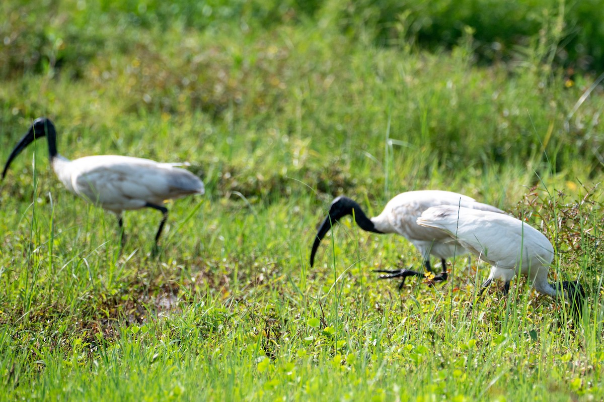 Ibis burubeltza - ML643278030