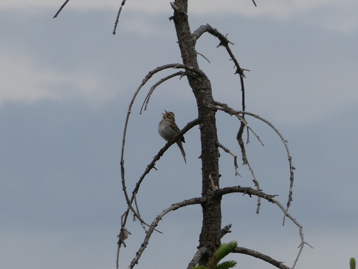 Fahlammer - ML643278033