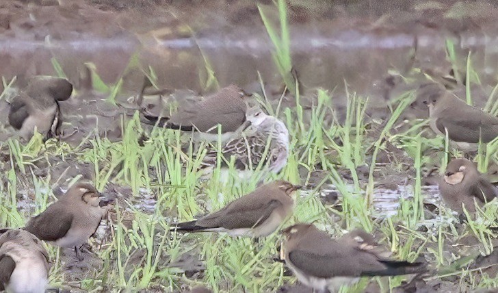 Ruff - ML643278042