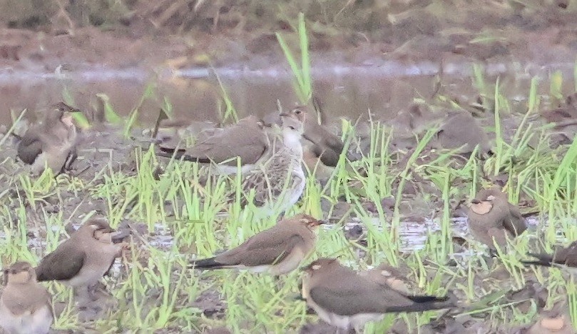Ruff - ML643278043