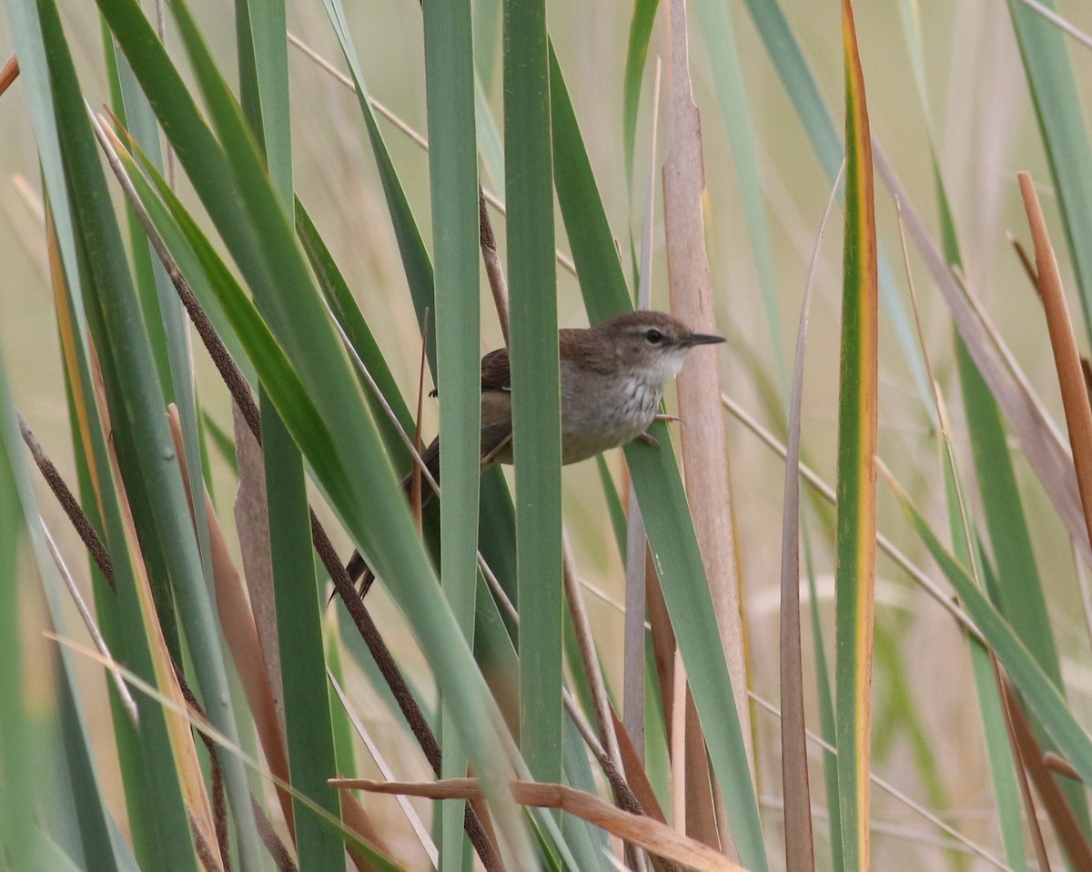 Little Rush Warbler - ML643278067
