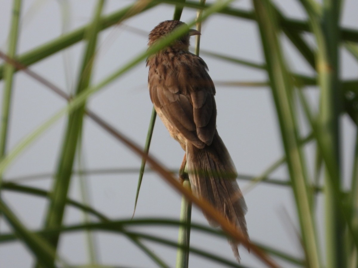 Кратеропа смугастоголова - ML643278068