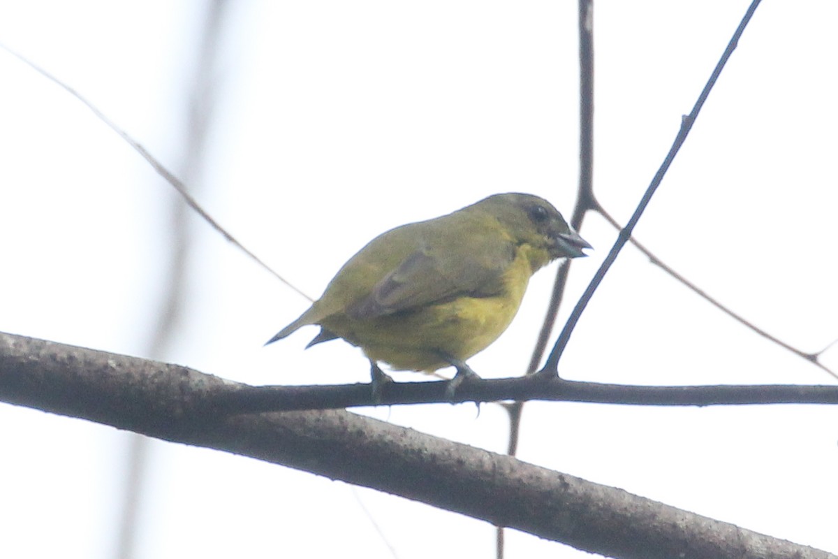 Yellow-crowned Euphonia - ML643278072