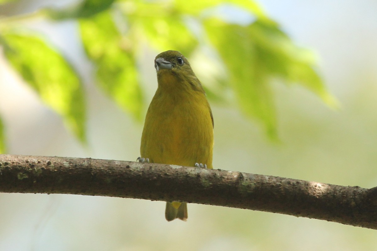 Yellow-crowned Euphonia - ML643278074