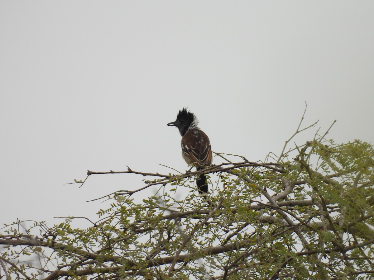 Collared Antshrike - ML643278075