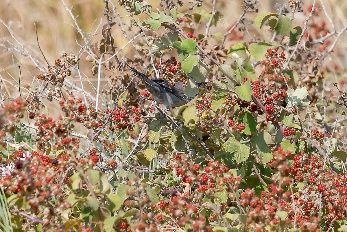 pěnice dlouhozobá - ML643278113