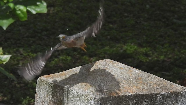 Common Hawk-Cuckoo - ML643278146