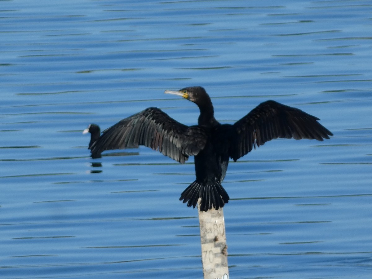 Grand Cormoran - ML643278158
