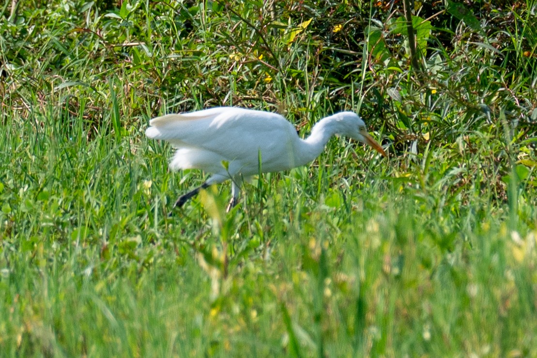 white egret sp. - ML643278180