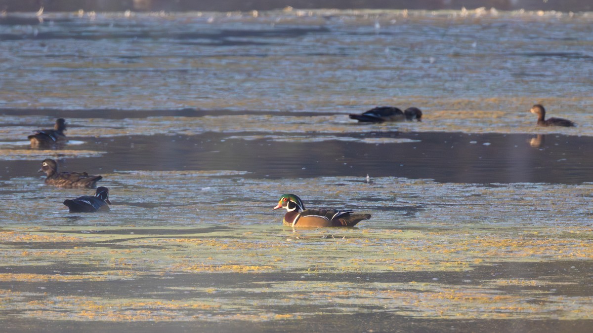 Wood Duck - ML643278197