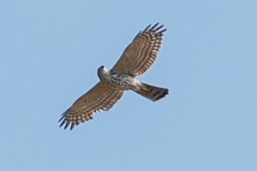 Shikra - ML643278214