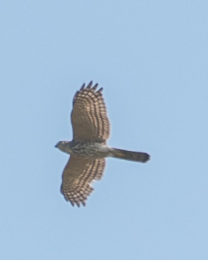 Shikra - ML643278215