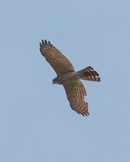 Shikra - ML643278216