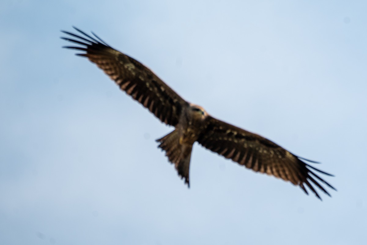 Black Kite - ML643278247
