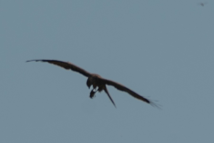 Black Kite - ML643278248